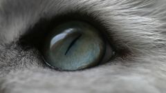 Tapeta Annimals 180.jpg